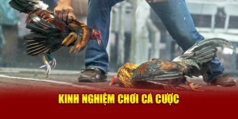 Kinh nghiệm chơi cá cược 