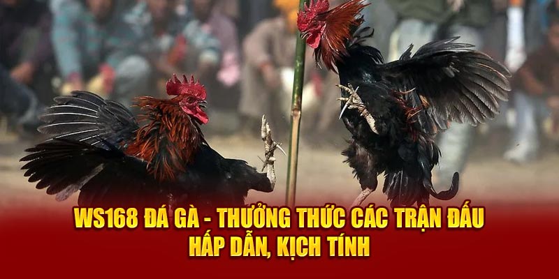 WS168 Đá Gà - Thưởng Thức Các Trận Đấu Hấp Dẫn, Kịch Tính